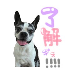 Kaito the dog's stamp.