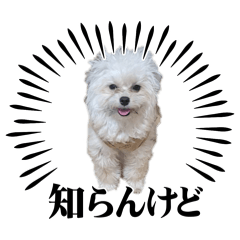 momo_20260110023850