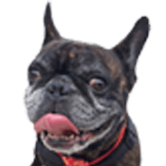 APPLE-French bulldog