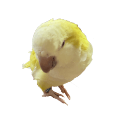 俞崽