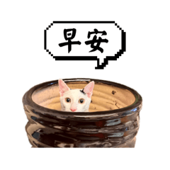 牛牛一杯奶