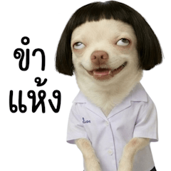 ชิวาว่าเกิร์ลสายฮา (BG)