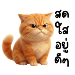 น้อนแมวส้มตัวแสบ น่ารัก (Big)