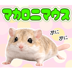 マカロニマウスの日常