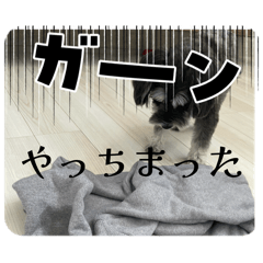 Tutuki_20260110144916