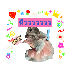 nongtiger_20260110211028