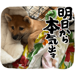 Suzuki@Shinbe_20260109101647