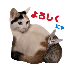 nya28_20260110164216