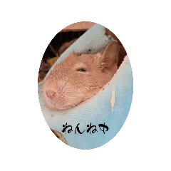 kumachi_20260110183817