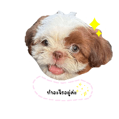 punyawi  Suepkha_20260110153628