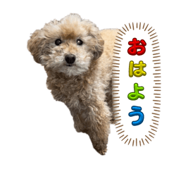 sakura_20260110185318