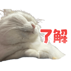 Kaji Daigo_20260110222328