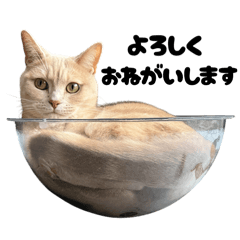 NANAMI_20260111002407