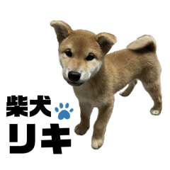 chiaki_20260111071427