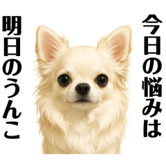 チワワのウンコ