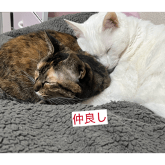 shironeko_20260110230008