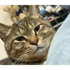 OSUSHI_20260111035946