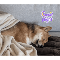 gonsuke_20260111121315