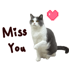 Money the Cat : Chill Life 2.0