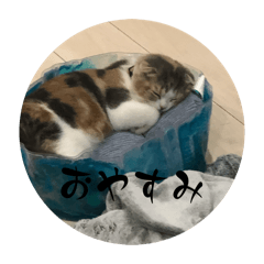 unkoman_20260111134112