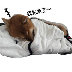 我是柴柴 我叫毛毛