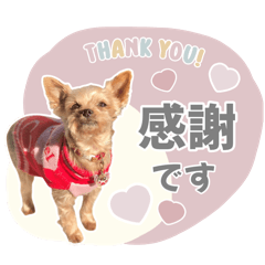 momo_20260112083801
