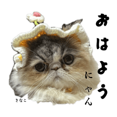 kinako_20260109232139