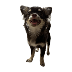 Mr.チロルとその仲間達