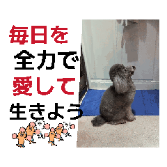 激可愛いクリシェ26.1