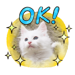 WhiteLuke_20260111174223