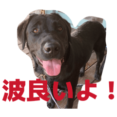 TED Surf Members_vol.1