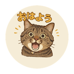 Friendly Cats Daily Stickers