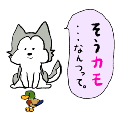 hakumai_20260109074249