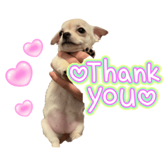 ponchi_20260111193823