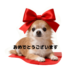 Utino_chihuahua_No.7