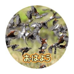 mitsuo_20260109163029