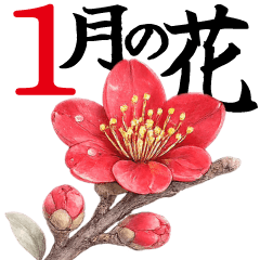 January flower are large and easy to see