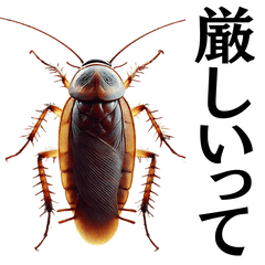 Men's Coach for Cockroaches