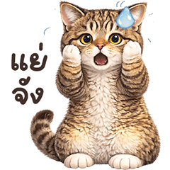 ❤️แมวสลิด ตัวตึง 2026❤️