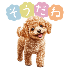 All-Year Toy Poodle Greeting Stickers