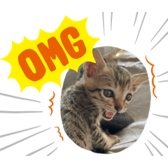 Nam Prik_20260111170759