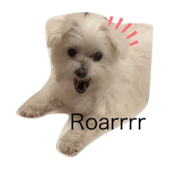 meimei the dog