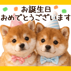 Shiba Inu event p