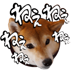 ชิบะอินุใบไม้เปลี่ยนสี15