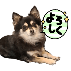 so cute dog  cute