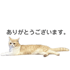 kuruchi_20260110010217