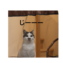 cats_smile_20260111212941