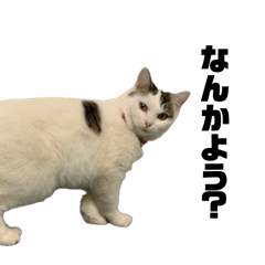 Kaji Daigo_20260111204550