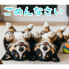 PAKAMOGOLY_20260111223655