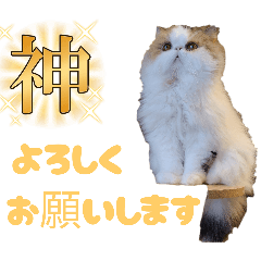 kedama_20260112004125